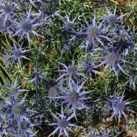 eryngium 5 - scai
