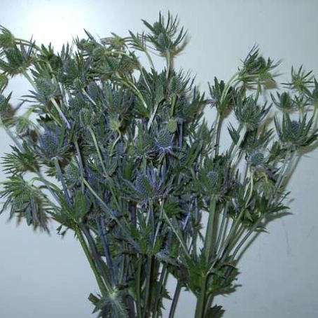 eryngium 1 - scai