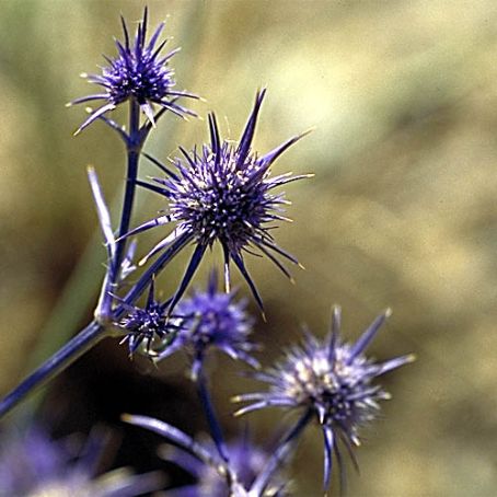 eryngium 4 - scai