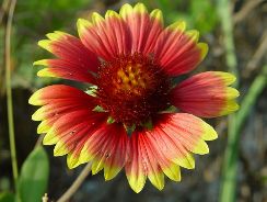 gaillardia-fluturei