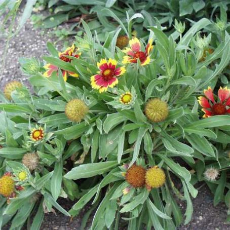 gaillardia 3 - fluturei