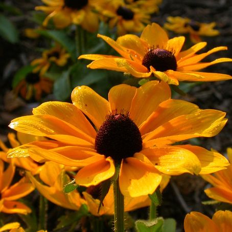 gaillardia 5 - fluturei