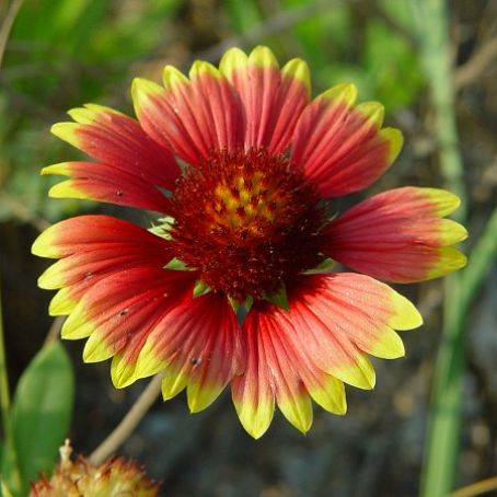gaillardia 1 - fluturei