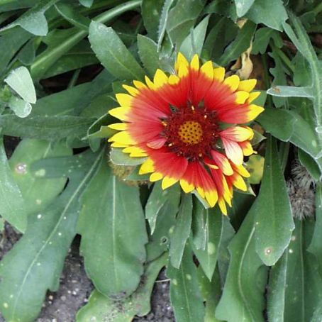 gaillardia 2 - fluturei