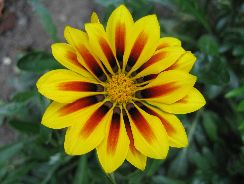 ../plante-si-flori/photos/gradina/gazania-8951283.jpg