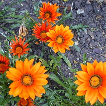 gazania 4 - gazania
