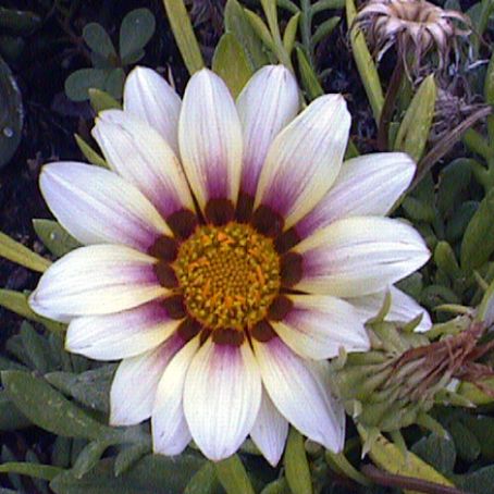 gazania 5 - gazania