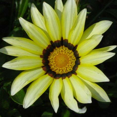 gazania 1 - gazania
