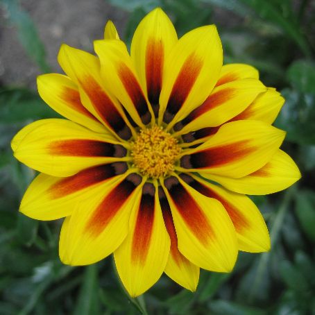 gazania 2 - gazania