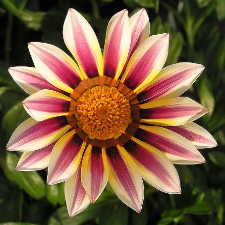 gazania 3 - gazania