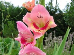 gladiolus-gladiole