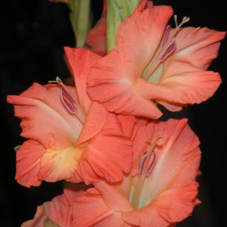 gladiolus 5 - gladiole