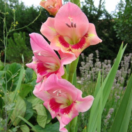 gladiolus 2 - gladiole