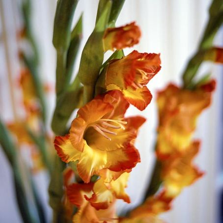 gladiolus 1 - gladiole