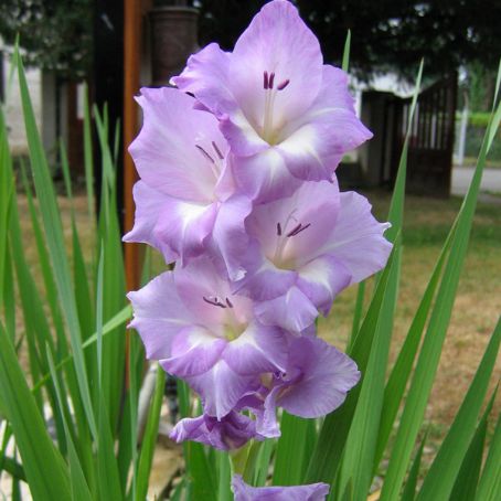 gladiolus 3 - gladiole