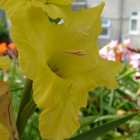 gladiolus 4 - gladiole