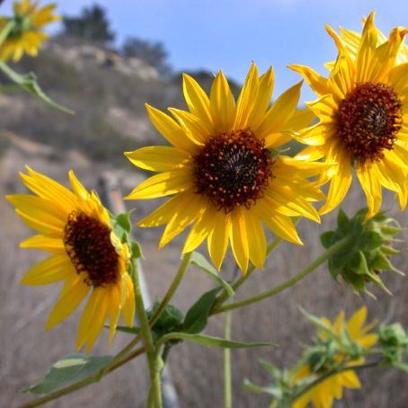 helianthus 1 - floarea soarelui
