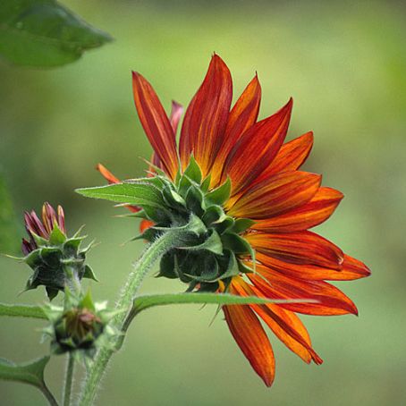 helianthus 5 - floarea soarelui