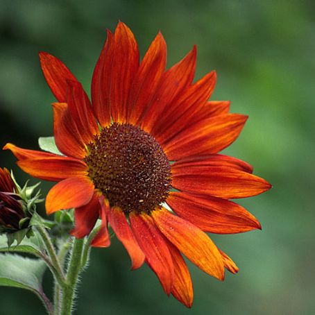 helianthus 4 - floarea soarelui