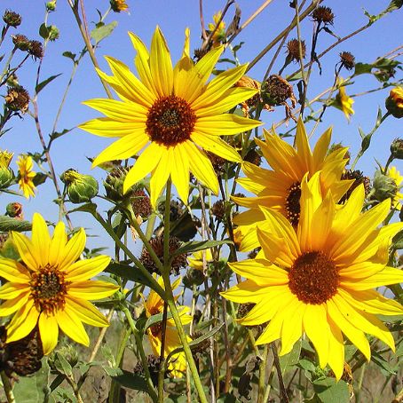 helianthus 2 - floarea soarelui