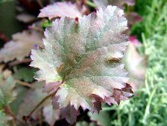 heuchera-heuchera
