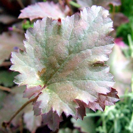 heuchera 1 - heuchera