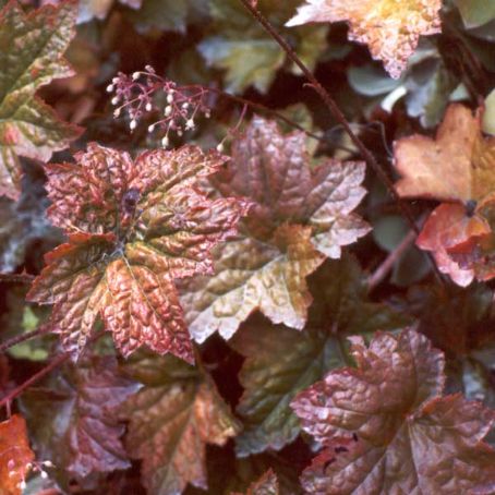 heuchera 2 - heuchera