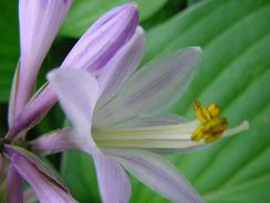 hosta-crin-de-toamna