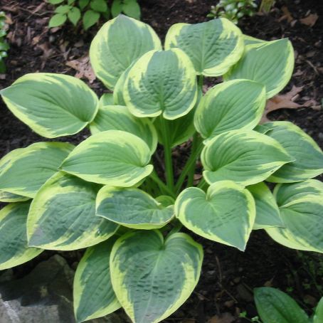 hosta 4 - crin de toamna
