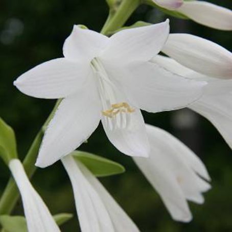 hosta 5 - crin de toamna