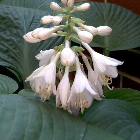 hosta 2 - crin de toamna