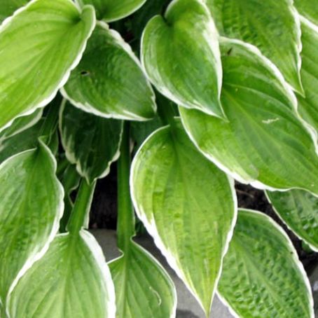 hosta 3 - crin de toamna