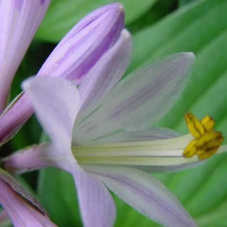 hosta 1 - crin de toamna
