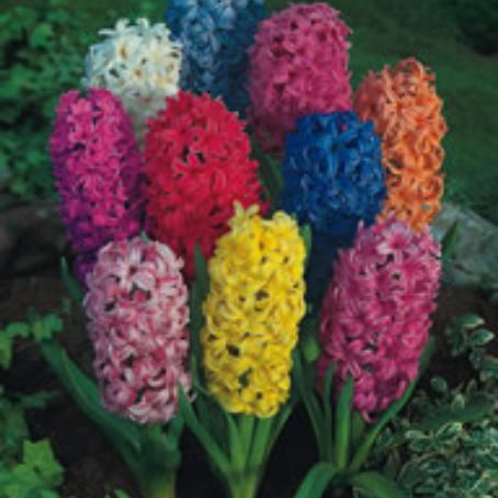 hyacinthus 5 - zambile