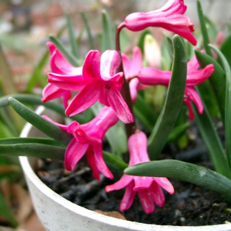 hyacinthus 4 - zambile
