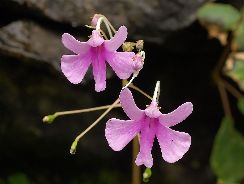 impatiens-sporul-casei