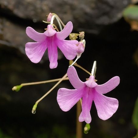 impatiens 5 - sporul casei