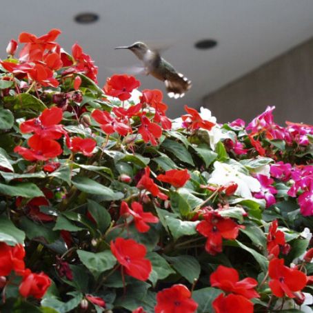 impatiens 1 - sporul casei