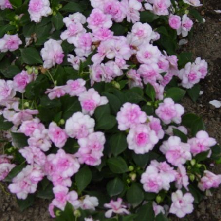 impatiens 2 - sporul casei
