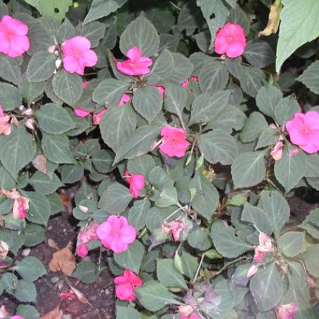 impatiens 4 - sporul casei