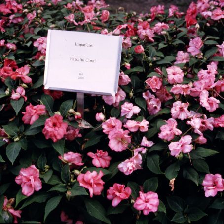 impatiens 3 - sporul casei
