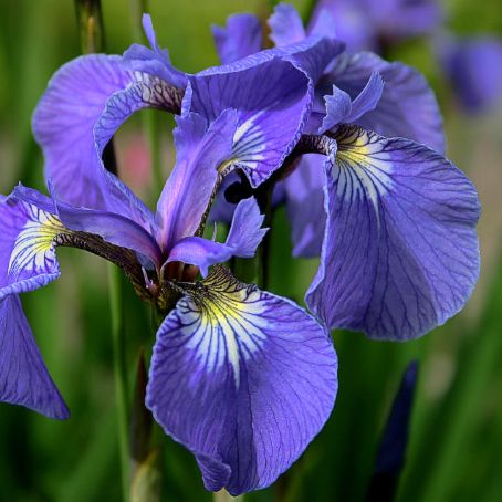 iris 1 - iris