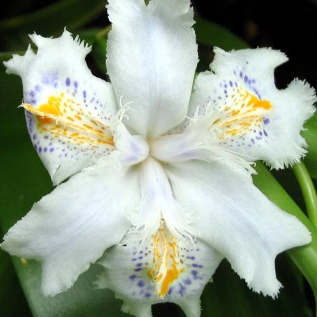 iris 4 - iris