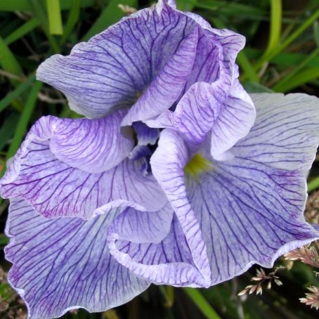 iris 3 - iris