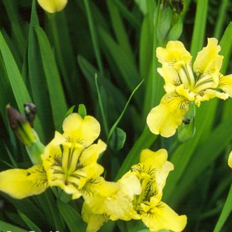 iris 5 - iris