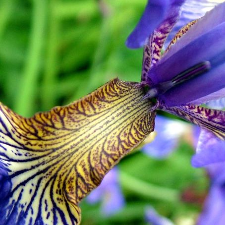 iris 2 - iris