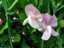 lathyrus-sangele-voinicului
