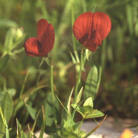 lathyrus 4 - sangele voinicului
