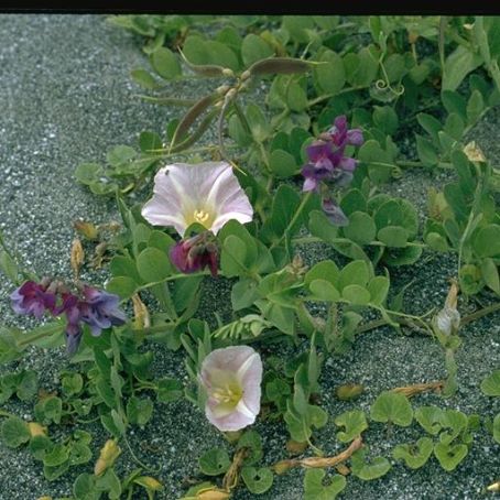 lathyrus 3 - sangele voinicului