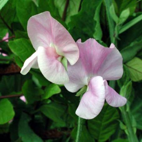 lathyrus 2 - sangele voinicului